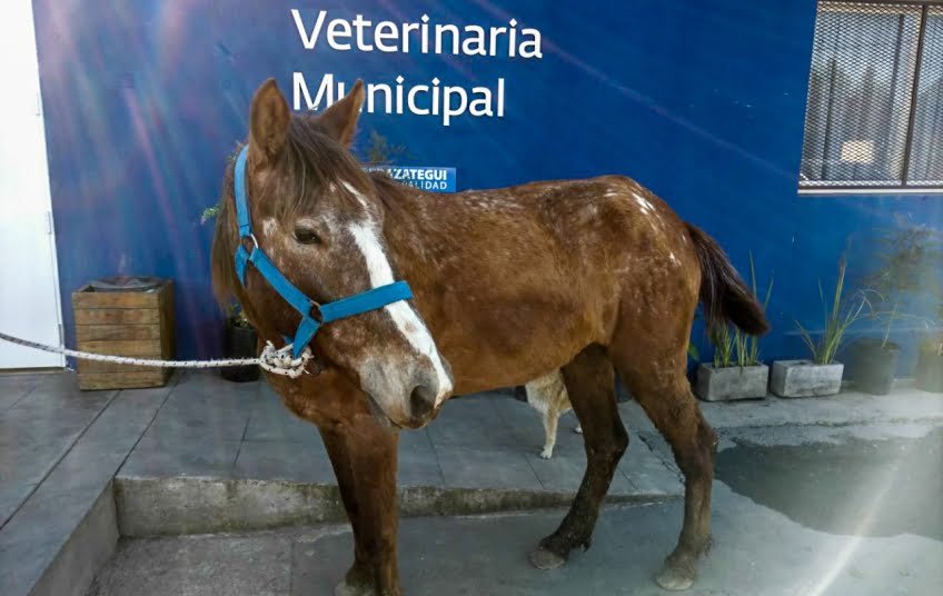 Berazategui: Prohíben la tracción a sangre