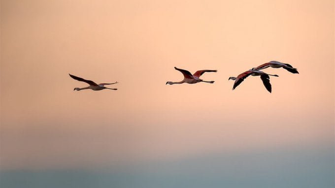 Aves volando