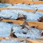 Fuerte caída de la actividad y producción pesquera