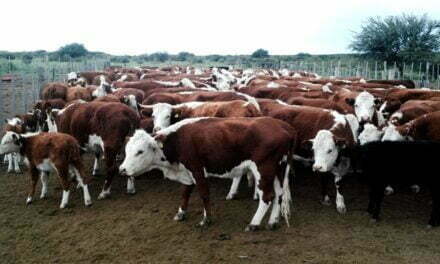 Aclaran que la exportación de carne solo rige para 140 mil vacas viejas