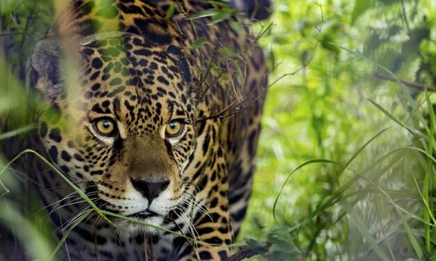 Misiones: El primer seguro del mundo para proteger al Yaguareté