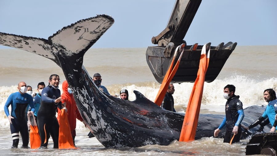 Durante todo el año pasado 45 ballenas aparecieron muertas en Chubut