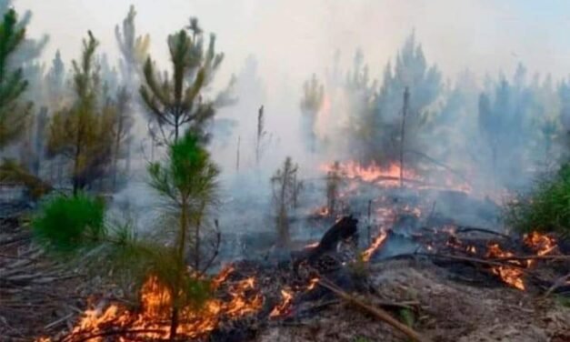 Incendios forestales con consecuencias desbastadoras
