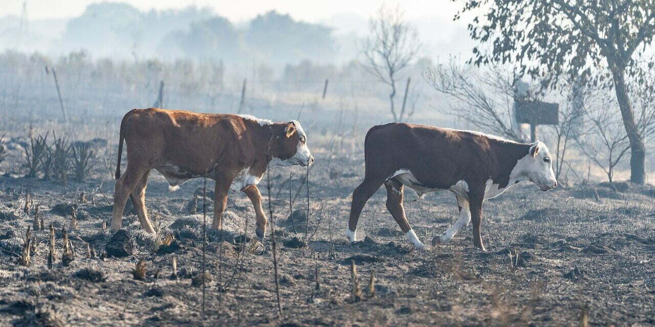 Incendios forestales: Nación le giró $300 millones a Corrientes
