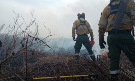 Otra vez incendio forestales en el Delta
