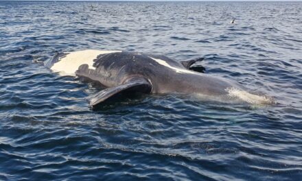 Seis ballenas muertas en Chubut