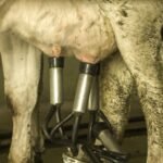 Fuerte caída en la venta de leche