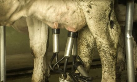 Fuerte caída en la venta de leche