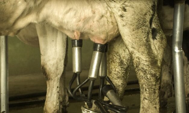 Fuerte caída en la venta de leche