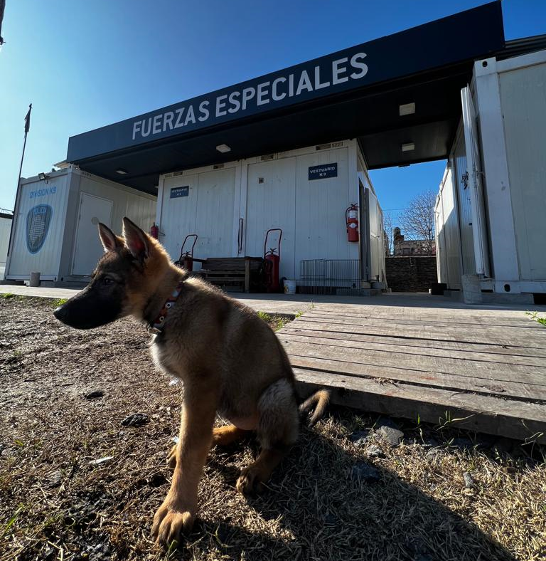 Policías porteños y un negocio de perros